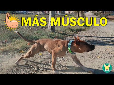 Video: ¿A qué edad debo comenzar a darle a mi Rottweiler un suplemento conjunto?