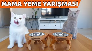 KEDİLERİMİZE MAMA YEME YARIŞMASI YAPTIK (Bambam Vs Eva  Mila Vs Luna )