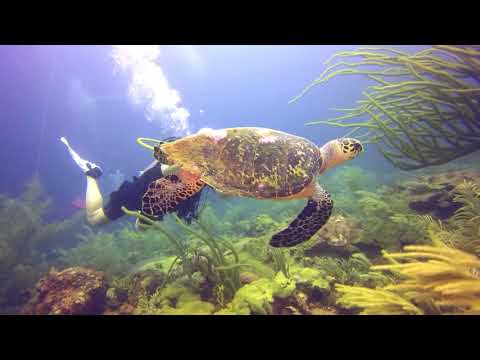 Video: Kā Barot Jūras Bruņurupučus