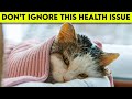 All Cat Owners Should Be Aware Of This Health Issue!