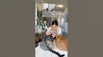 What My Cats Do When I’m Not Home! #insta360 #insta360catcam #ad