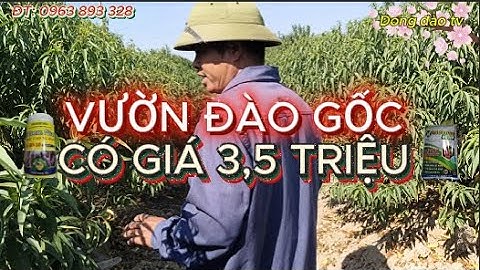 Vườn đào gốc có giá 3,5 tr  chủ vườn có kỹ thuật cao về đào gốc