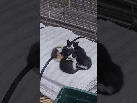 #귀여운#고양이#길고양이