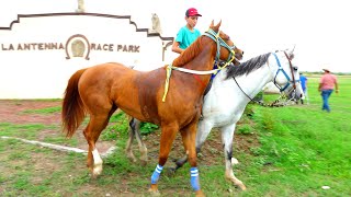 Pesado vs Sandunga / Carreras de Caballos