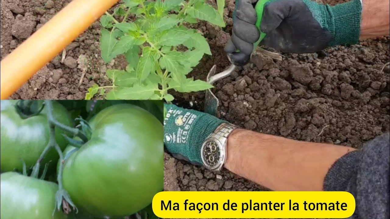 Comment je plante les pieds de tomates afin d'obtenir de grandes