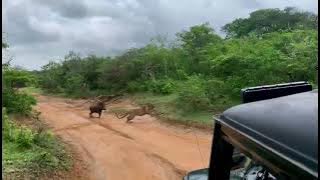 Download lagu 30/09/2023 morning yala national park sri lankan leoperd (panthera pardus kotoy (contact 0775668431)