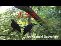 1993 八代亜紀 カラス カバー &quot;Karasu&quot;, &quot;Crow&quot; Aki Yashiro, Covered by Kazuaki Gabychan