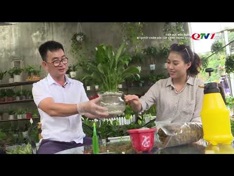 Bí quyết chăm sóc cây cảnh trong nhà – Quảng Ninh TV mới nhất 2023