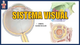 ANATOMÍA  SISTEMA VISUAL 1/2   (ÓRBITA Y GLOBO OCULAR)