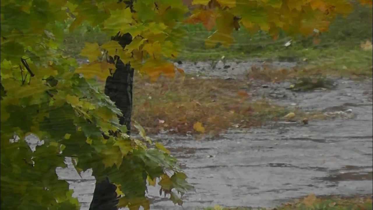 Дождливая осень. Листья маются под дождем. Листья маются под дождем. Композиция осенний дождь. Осенние листья и дождь.