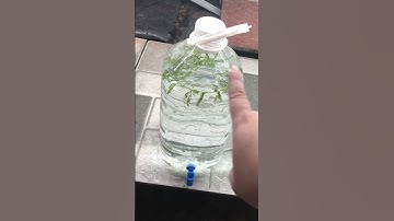 Setup chỗ nuôi cá lóc cho người mới #calockieng #caloc #channa #channamaru #xuhuong #shorts