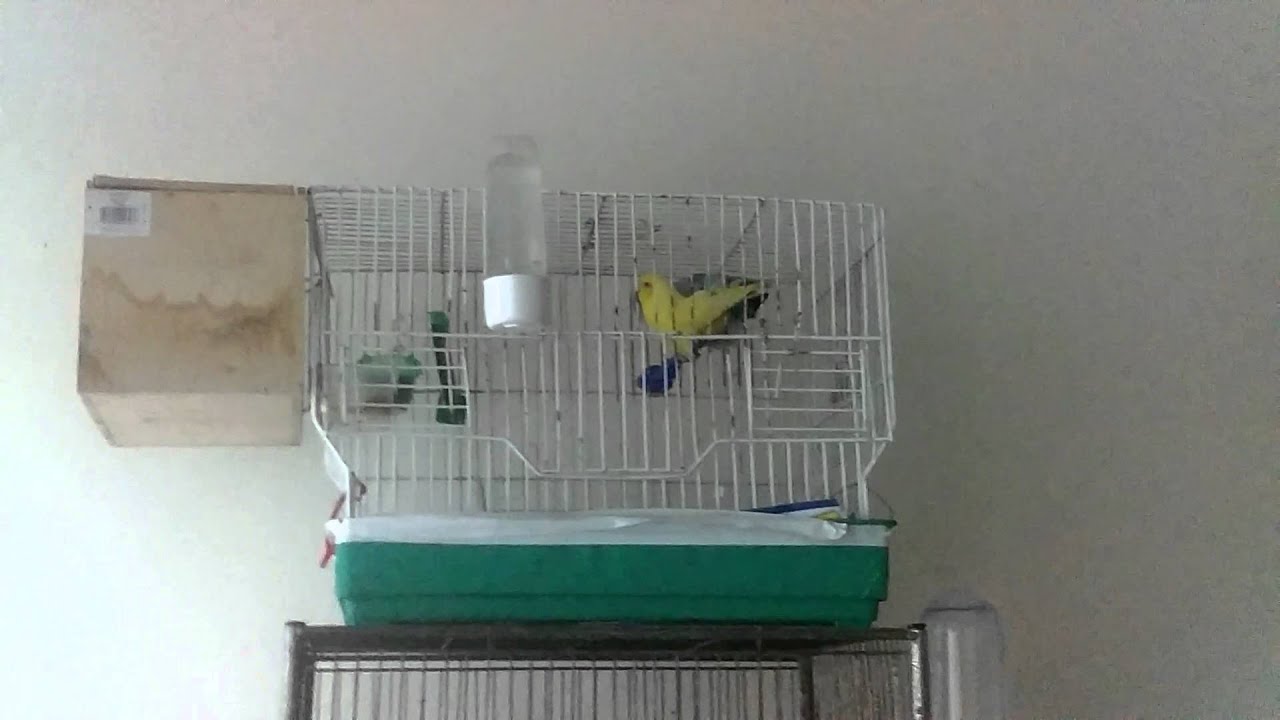 Image showcasing Parrotlets mating! - YouTube