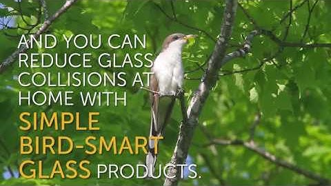 Help Stop Birds From Hitting Windows