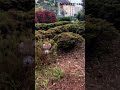 【さて、私はどこに隠れているでしょうか】言ったらダメなやつ😂