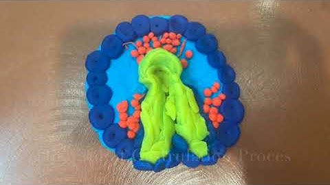 Claymation of Gastrulation