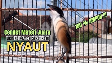 burung cendet gacor NARUNG FULL EMOSI untuk PANCINGAN CENDET AGAR BUNYI, jadikan BURUNG PENTET GACOR