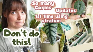 Alocasia Care Day | Corms, Pon Updates, Stratum? + 2 New Alocasias