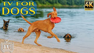 Soothe Dogs&#39; Anxiety with Dog TV: Calming Music for Dogs - Videos to Reduce Anxiety &amp; Stress All Day
