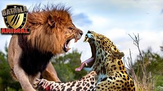 Leon vs Leopardo batalla a muerte | Lion vs Leopard battle to the death 2015