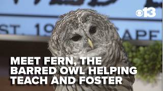 Fern the barred owl is turning a second chance into a new purpose