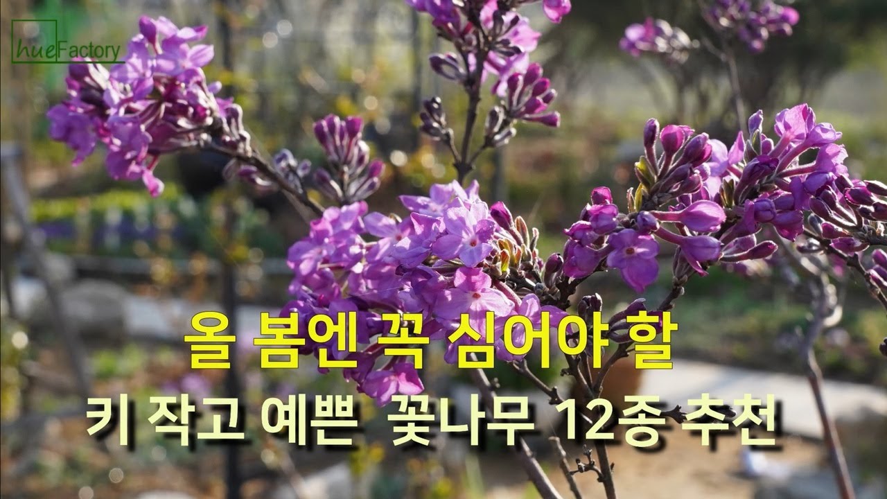 올 봄에 꼭 들여야 할 키작은 꽃나무 12종 추천/꽃이 예쁜 정원수 추천/정원식물 추천/Beautiful Korean  garden/Gardening tips/정원가꾸기