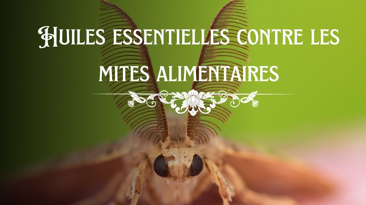 Huiles essentielles contre les mites alimentaires - YouTube