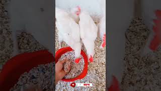 حل مشكل نقص الكالسيوم عند الدجاجsorts chicken