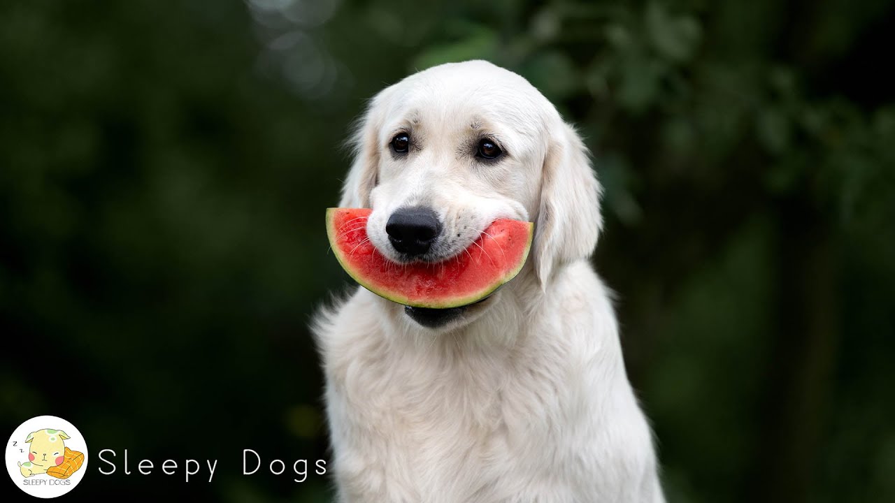 15 HOURS of Deep Separation Anxiety Music for Dog Relaxation! Helped 8 Million Dogs Worldwide! NEW! 15 HOURS of Deep Separation Anxiety Music for Dog Relaxation! Helped 8 Million Dogs Worldwide! NEW!