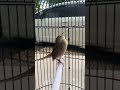 Burung Ciblek gacor