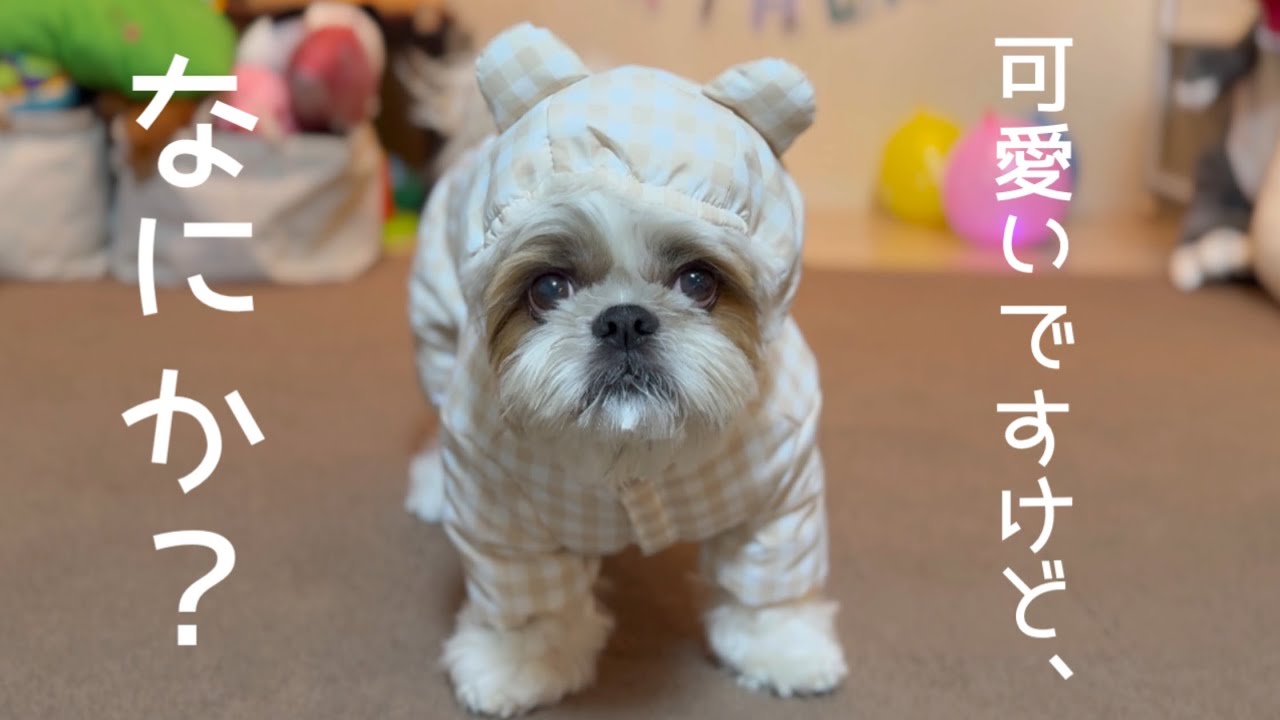 【シーズー】９歳からは”あざと可愛い系オジさん”でいくことにしました🎂【犬Vlog】