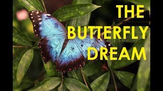 The Erfly Dream - A Magical Course In Addiction, Depression And Anxiety Recovery