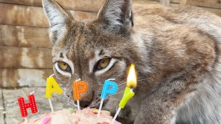 Lynx Hanna got scared at Umka's birthday / Cooking a cake for lynxes with a sand cat