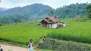 Inilah Rumah Panggung Di Tengah Sawah Dan Perbukitan Yg Super Indah   