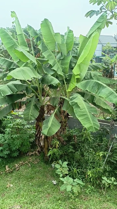 pohon pisang ijo royo royo
