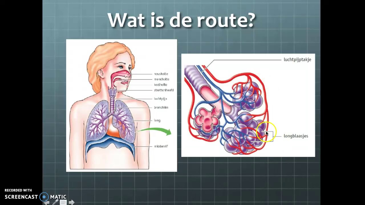 Thema 6 gaswisseling, het ademhalingsstelsel van de mens HAV - YouTube