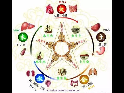 Application of the Five Elements Theory in Traditional Medicine | Bacsiyhoccotruyen.vn - youtube