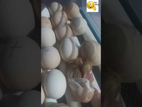 Рождение цыпленка А вот и Я. #Shorts #Юмор