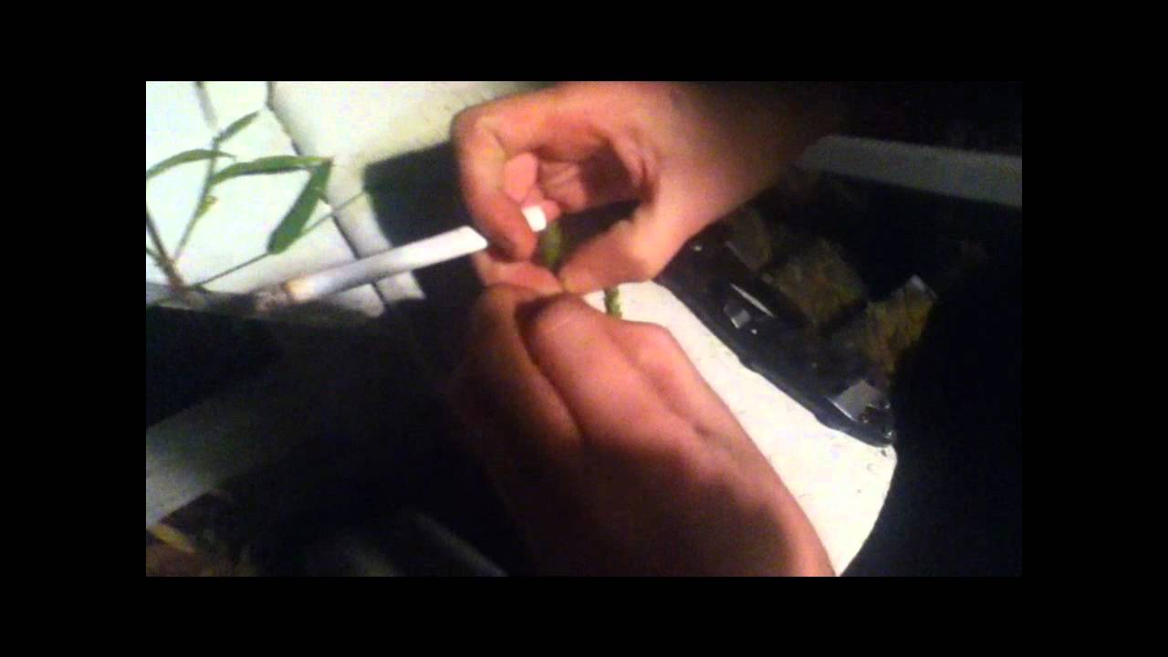 Edible plants found around houses in North America.