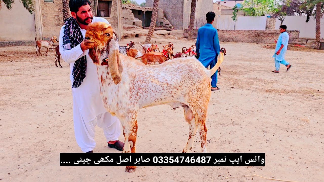 Pakistan R Sabir Pakistan Sabir goat farm video 3.60000 Ki Lat 15 Makkhi janwar ke mat ...