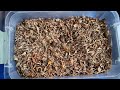Summer Seeds