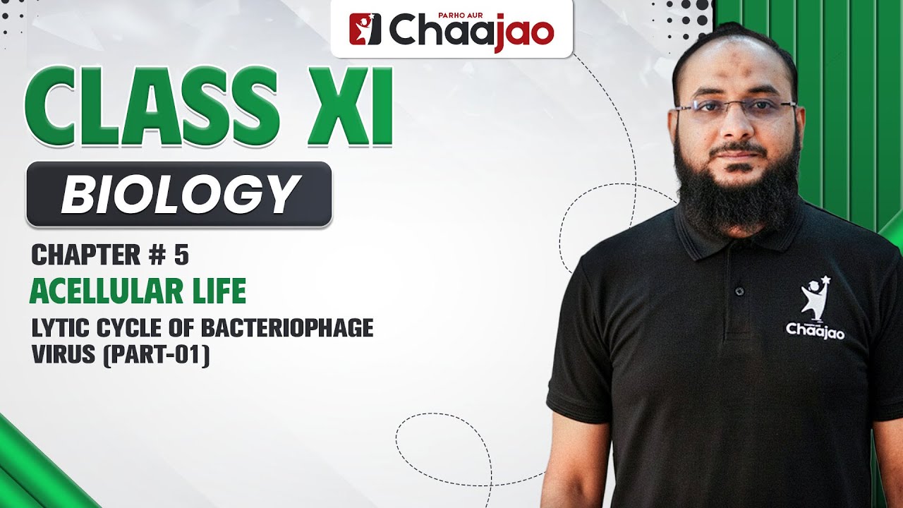 Литический цикл вируса бактериофага Часть 01