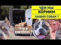 Чем кроме сухого корма мы кормим наших собак? Американский Булли Триша уезжает? Новая вязка.