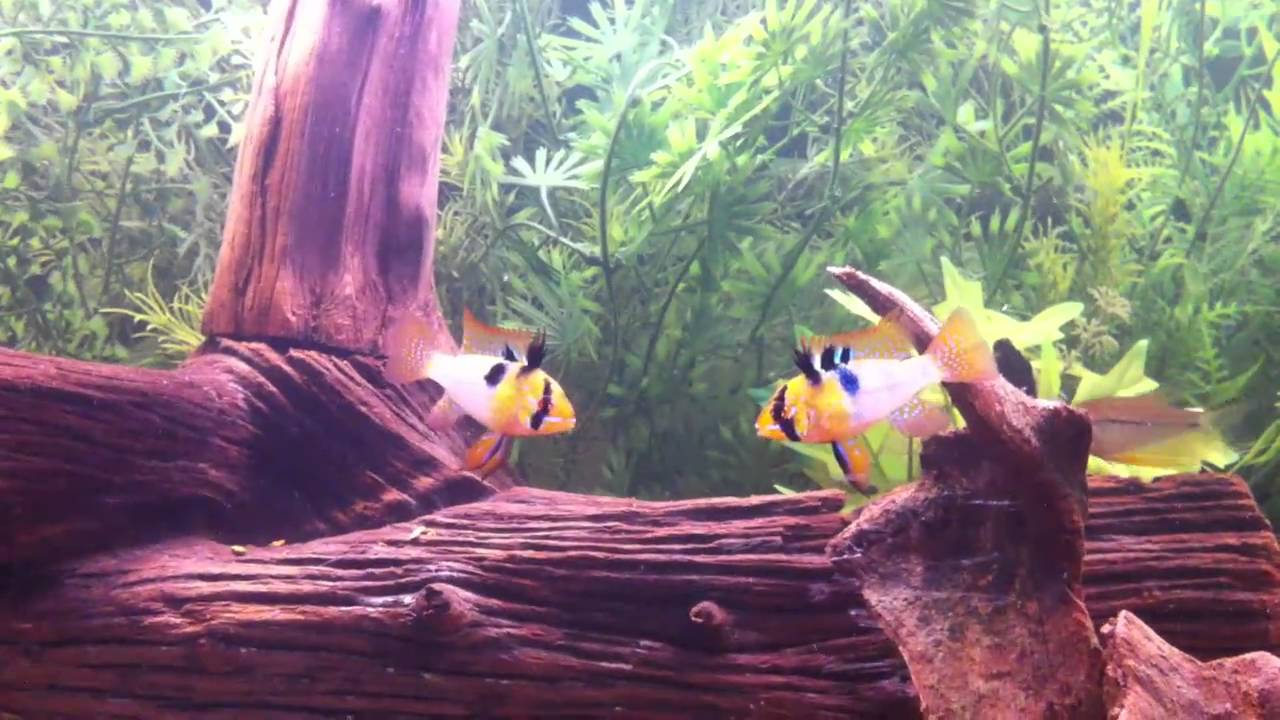 Sparring Rams German Blue Rams Sparring - YouTube