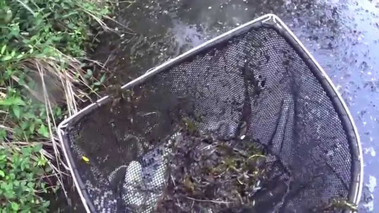 野生シャープゲンゴロウモドキ