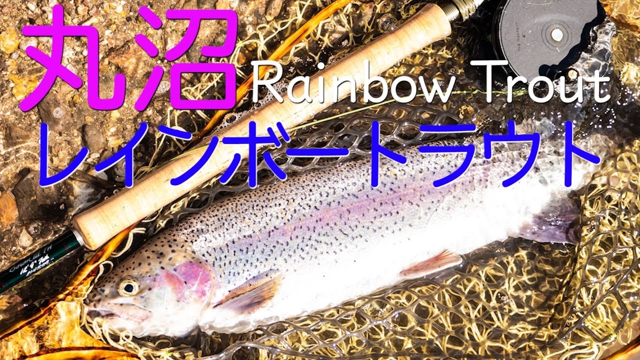 トラウトフィッシング/丸沼の釣り方