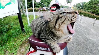 猫がボランティアさんのバイクに座って「帰らないで！」と懇願する