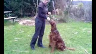 Irish Setter Tricks