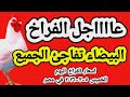 اسعار الفراخ البيضاء اليوم سعر الفراخ البيضاء اليوم الخميس 2026 3 5 في مصر جمله وقطاعي