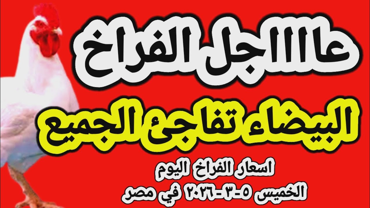 اسعار الفراخ البيضاء اليوم/ سعر الفراخ البيضاء اليوم الخميس 2026/3/5 في مصر جمله وقطاعي