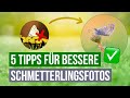 5 einfache Tipps für bessere Schmetterlingsfotos